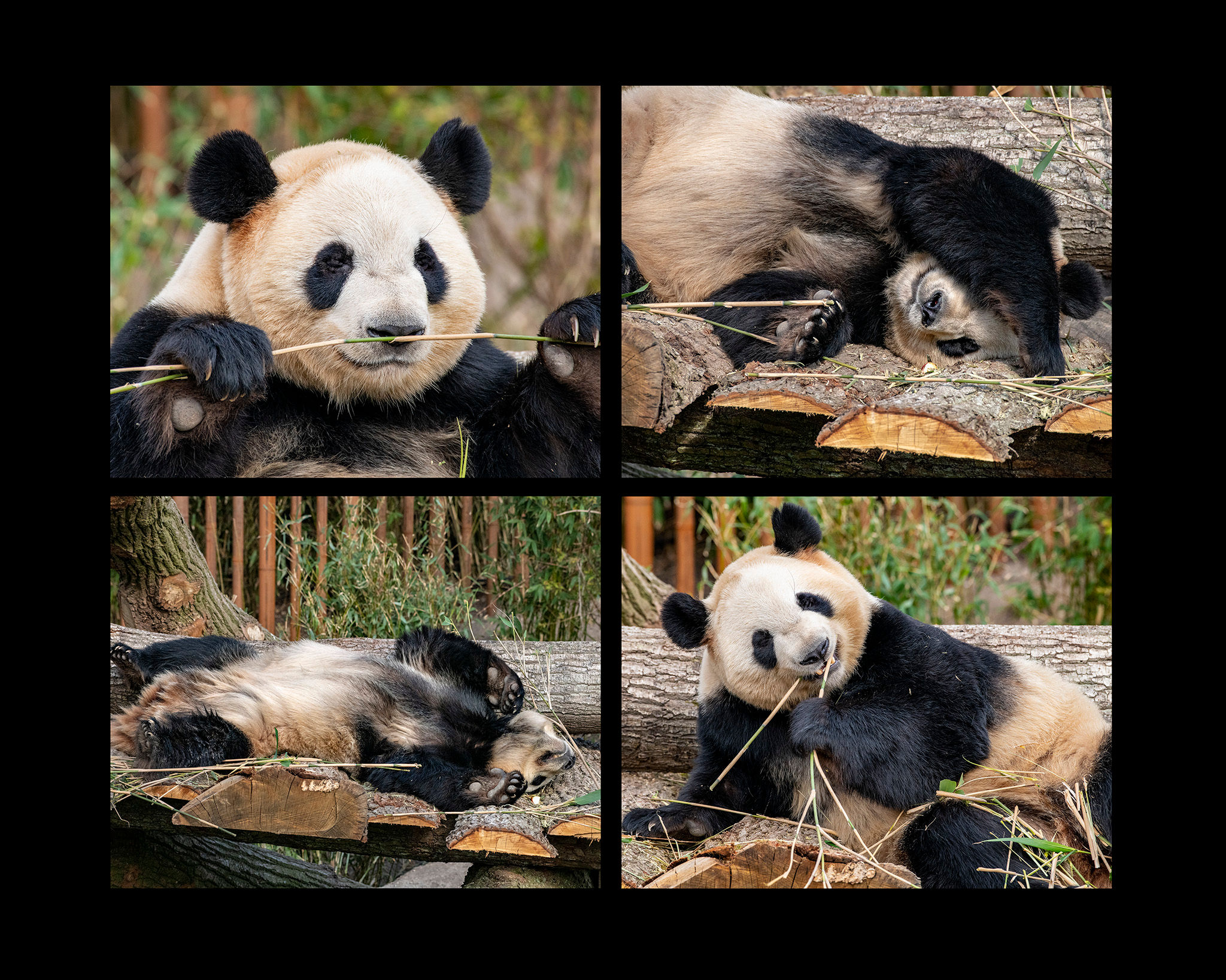 Jens Bach - Panda #1