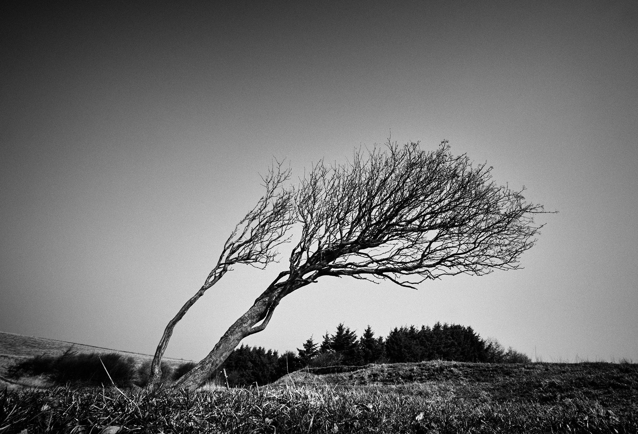 Ole Mortensen - Vindblæste træer #2