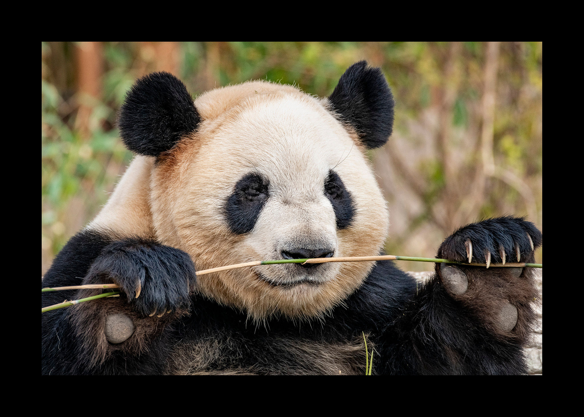 Jens Bach - Panda #2