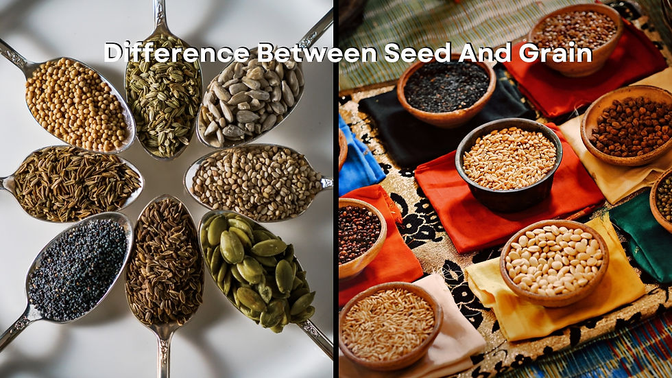 Difference Between Seed And Grain