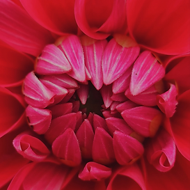 rote Blüte, die sich gerade öffnet