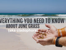 June grass in the hand, beach in the background, the title written over everything