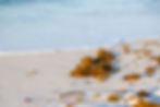 Sometimes confused with June grass, Sargassum is a leafy berry yielding grass that can also wash ashore. Not typically considered harmful to humans, it can be irritating as it decomposes on the beach.