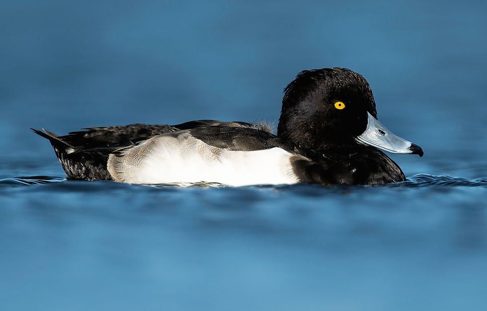 Tufted Duck