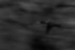 Cormorant in Flight
