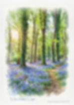 Where Bluebells Whisper in Golden Valley Derbyshire
