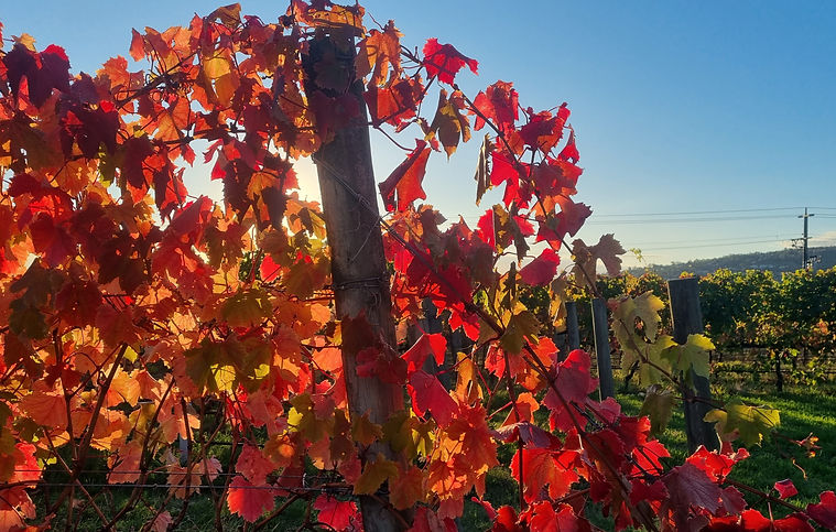 Autumn vine leaves.jpg