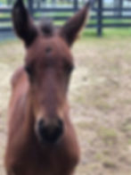 Epiphanybay Lady Divine Grace