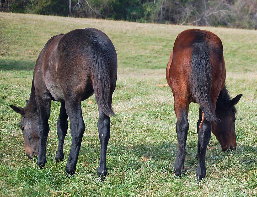 Dazz (left) and Grace (right)