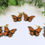 Thumbnail: Monarch Butterfly