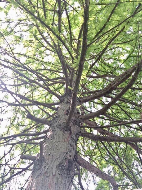 今朝の琵琶湖畔