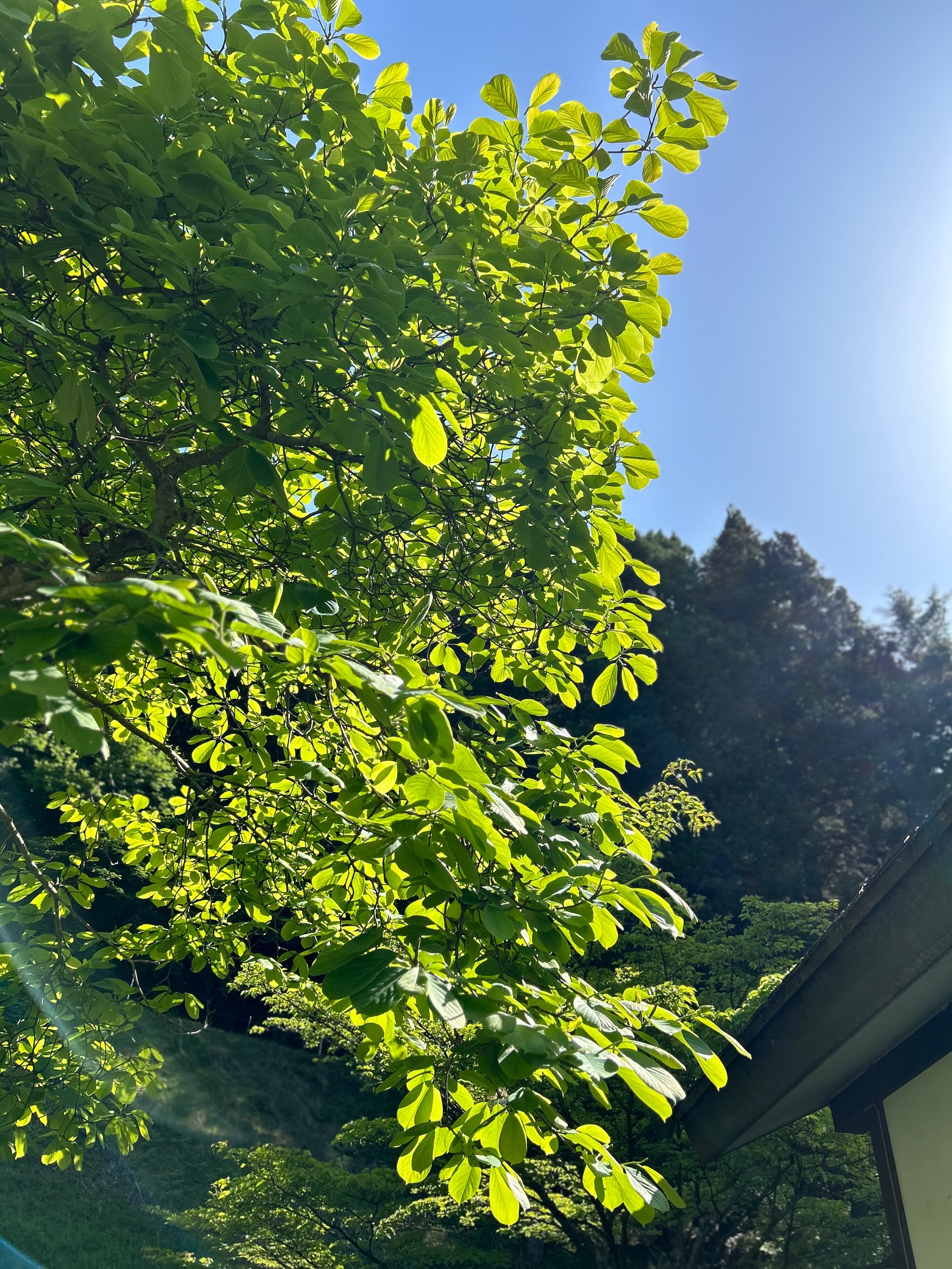 滋賀こんぜの里で家族BBQ