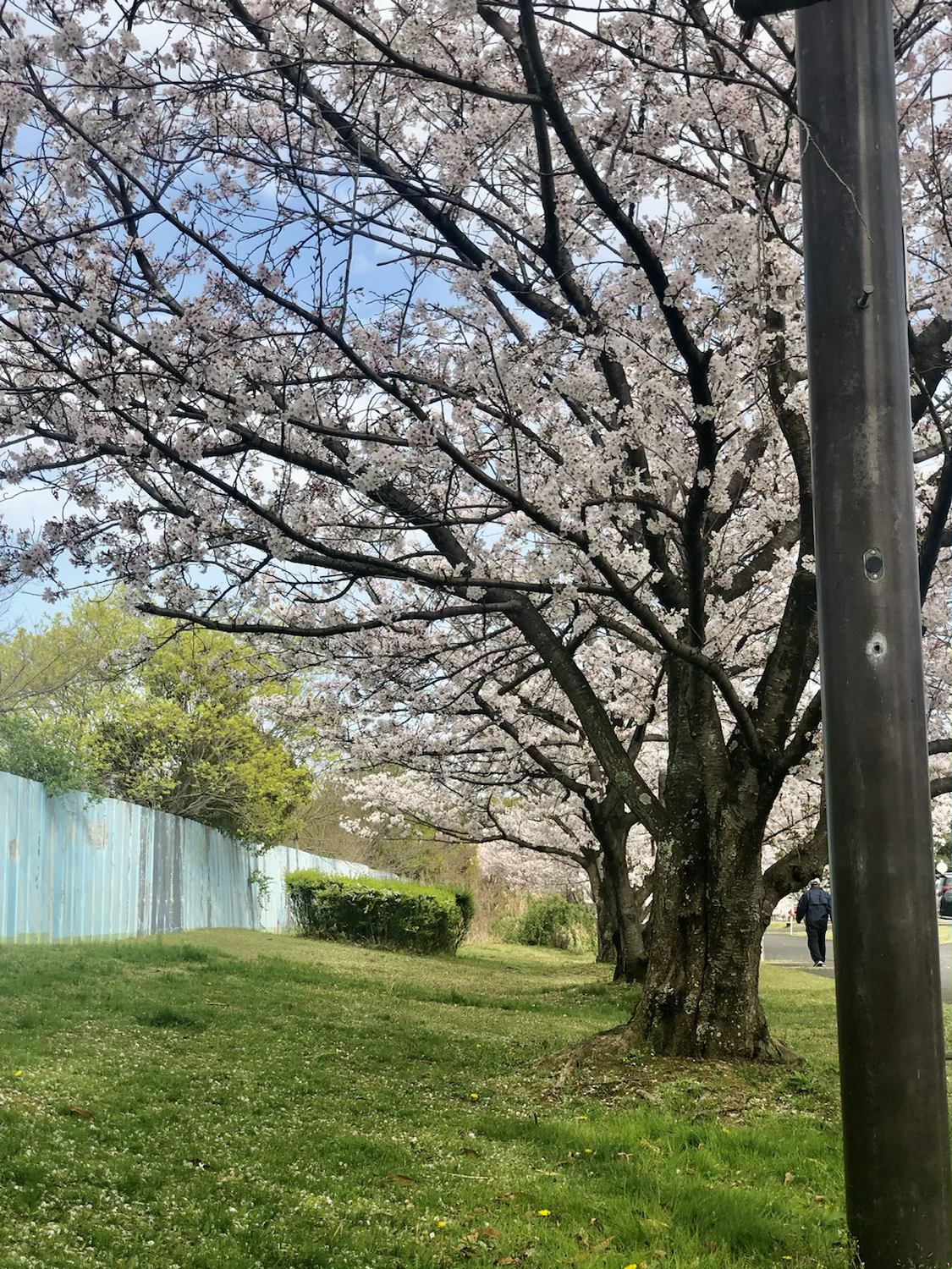 おいしいコーヒーとチョコと桜と🌸