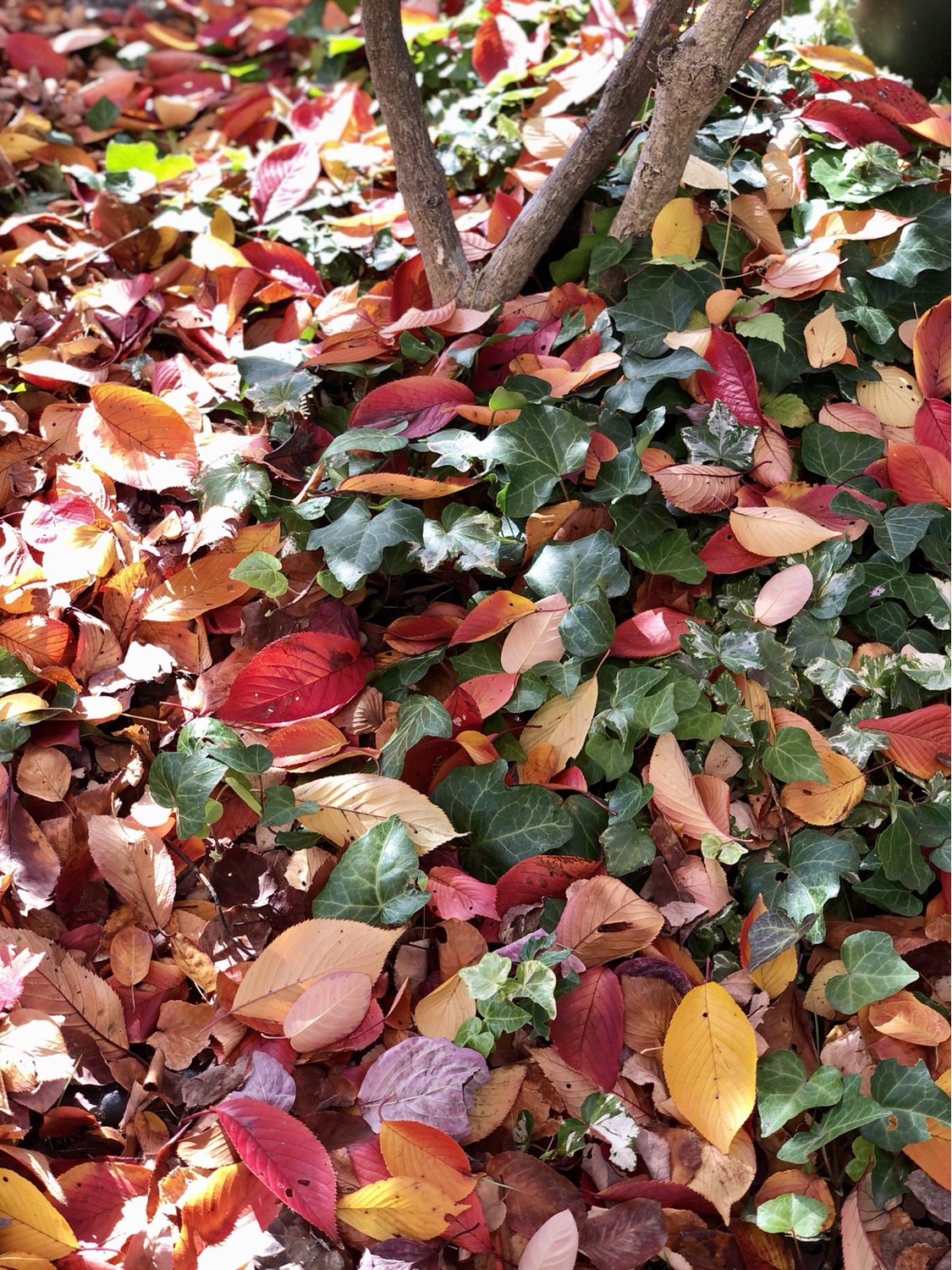 秋の自然の配色