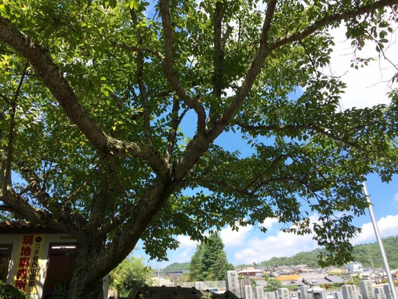 父のお墓まいりへ