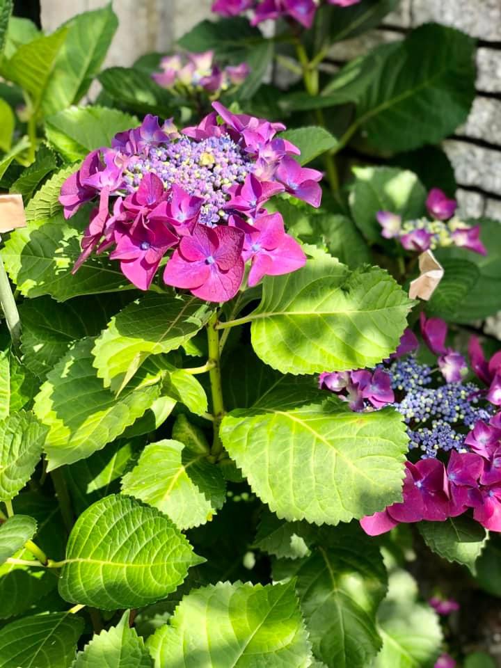 あじさいが満開