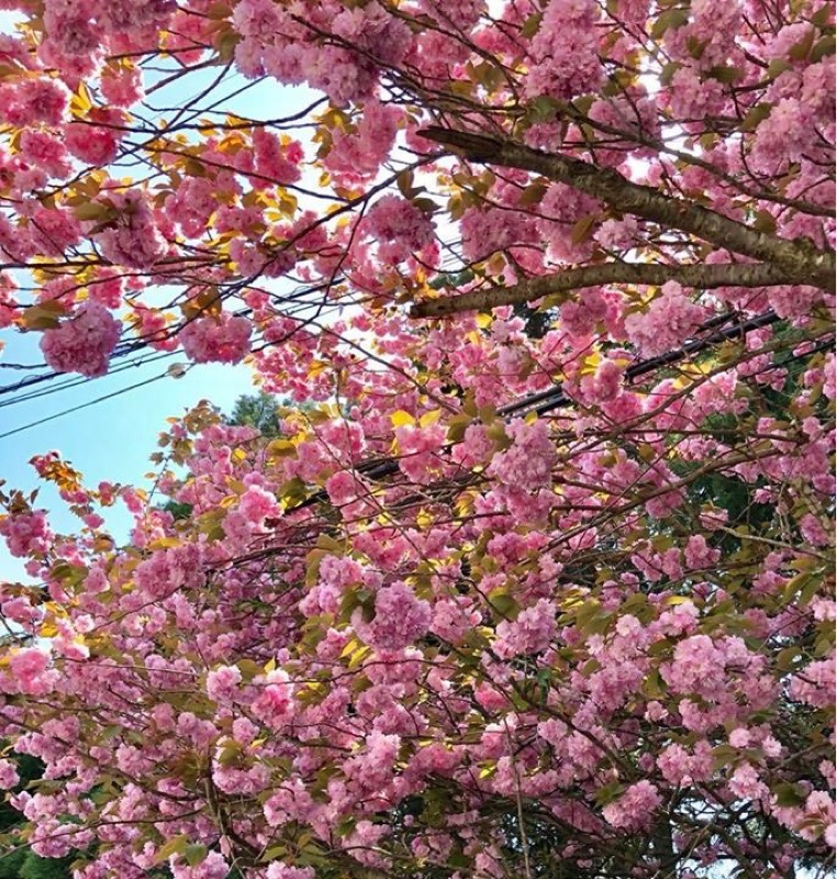 １月からやっていること