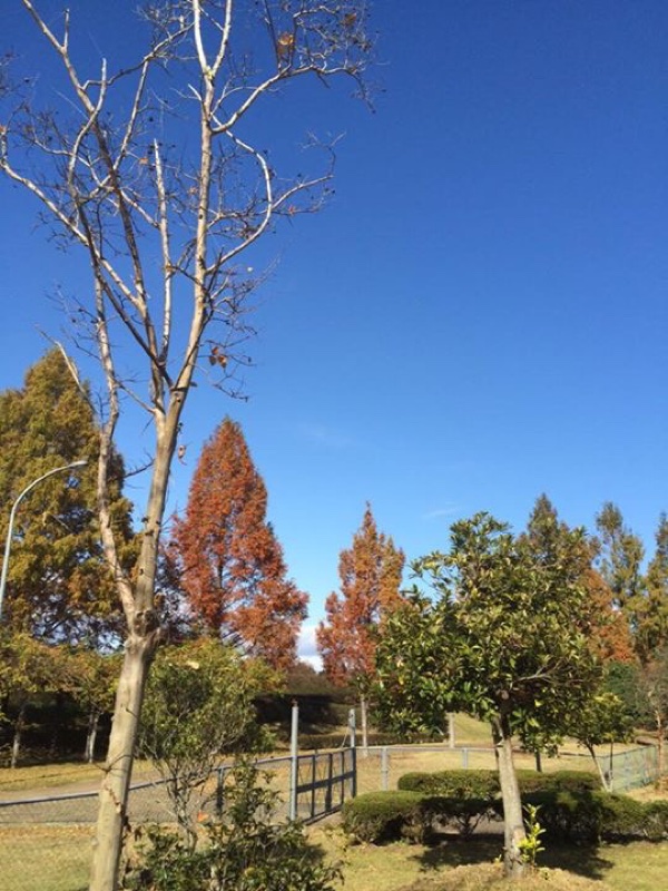 秋の紅葉でのBBQ