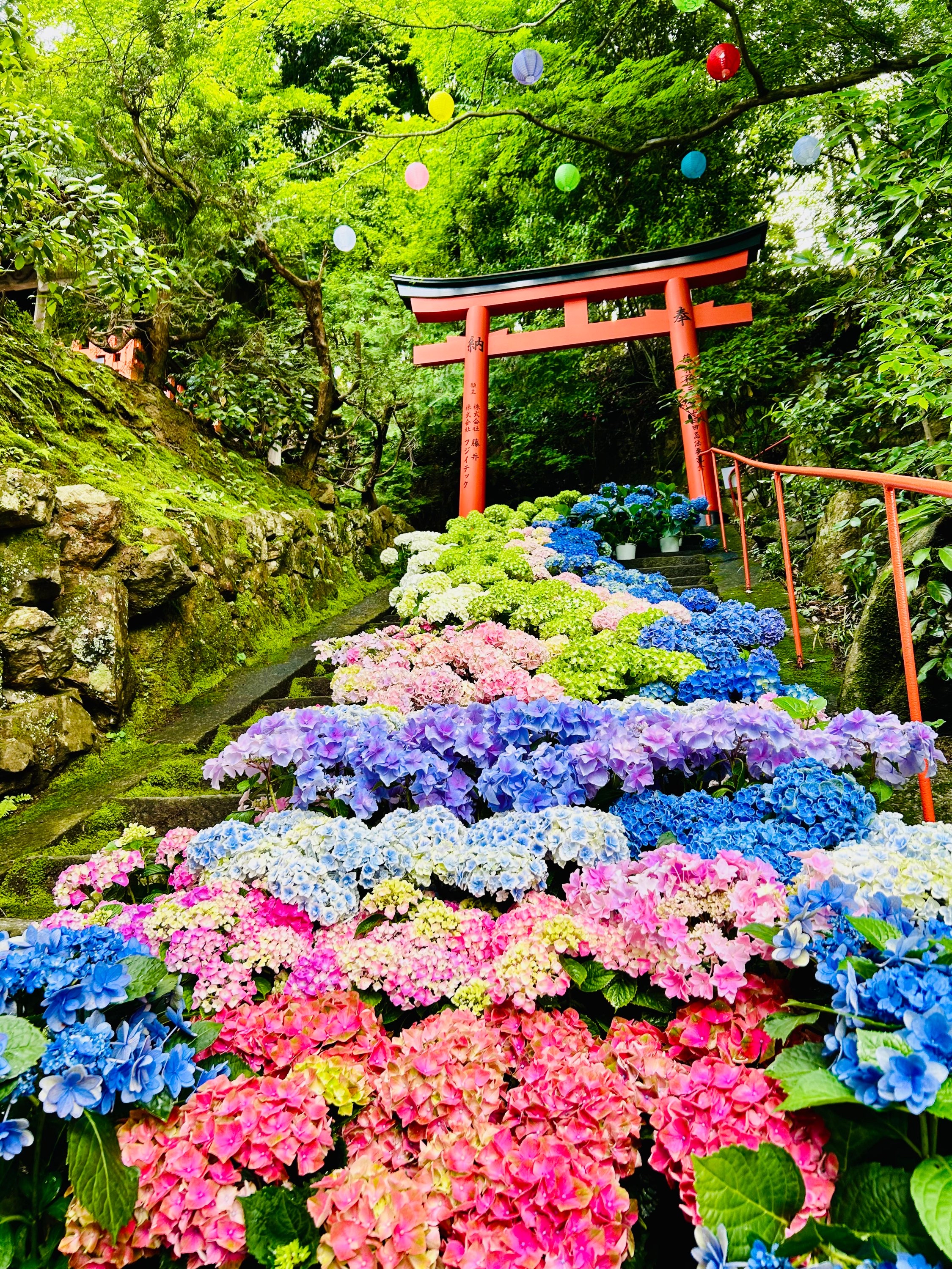 柳谷観音 楊谷寺あじさい