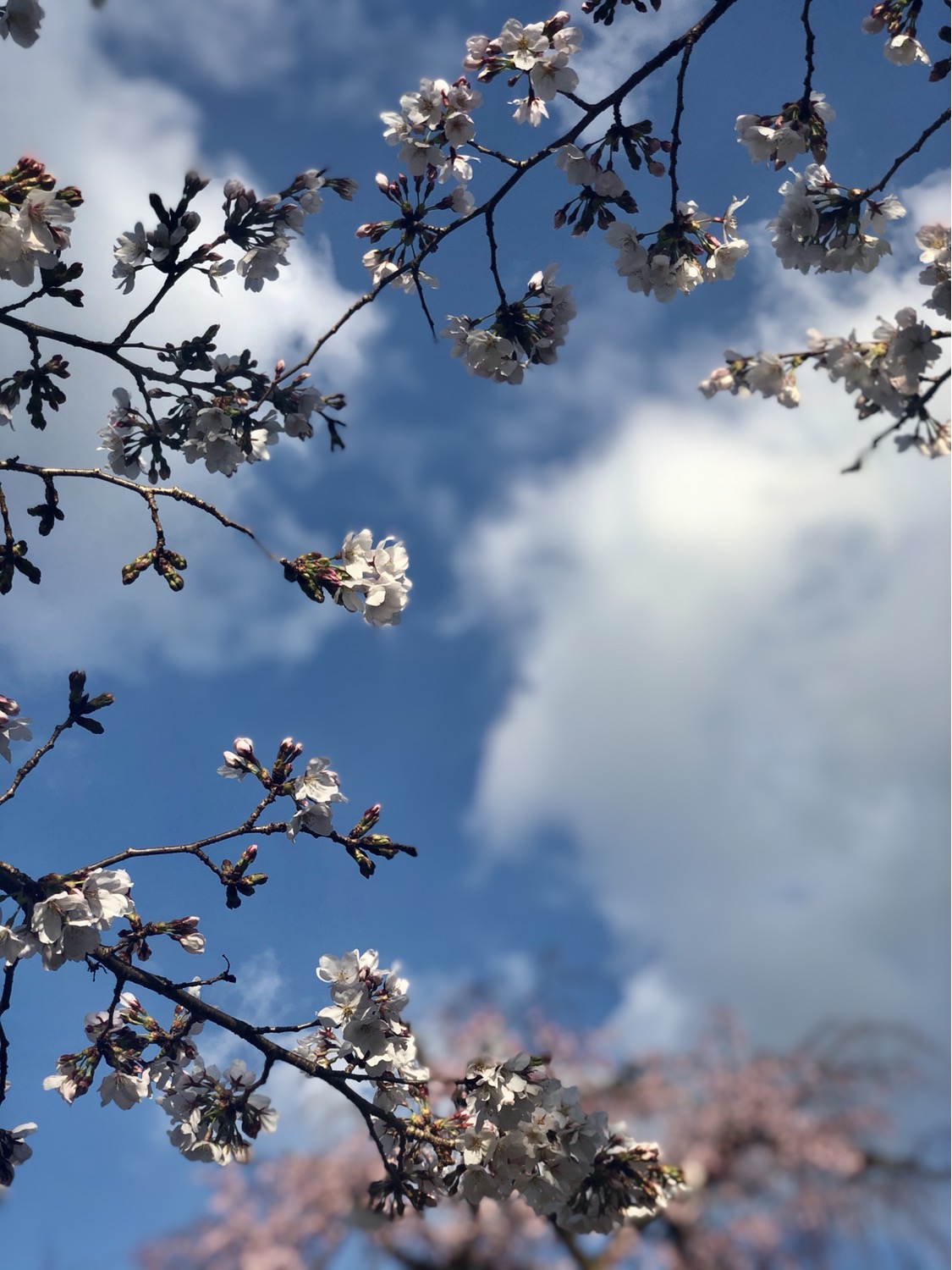 まさかの満開🌸