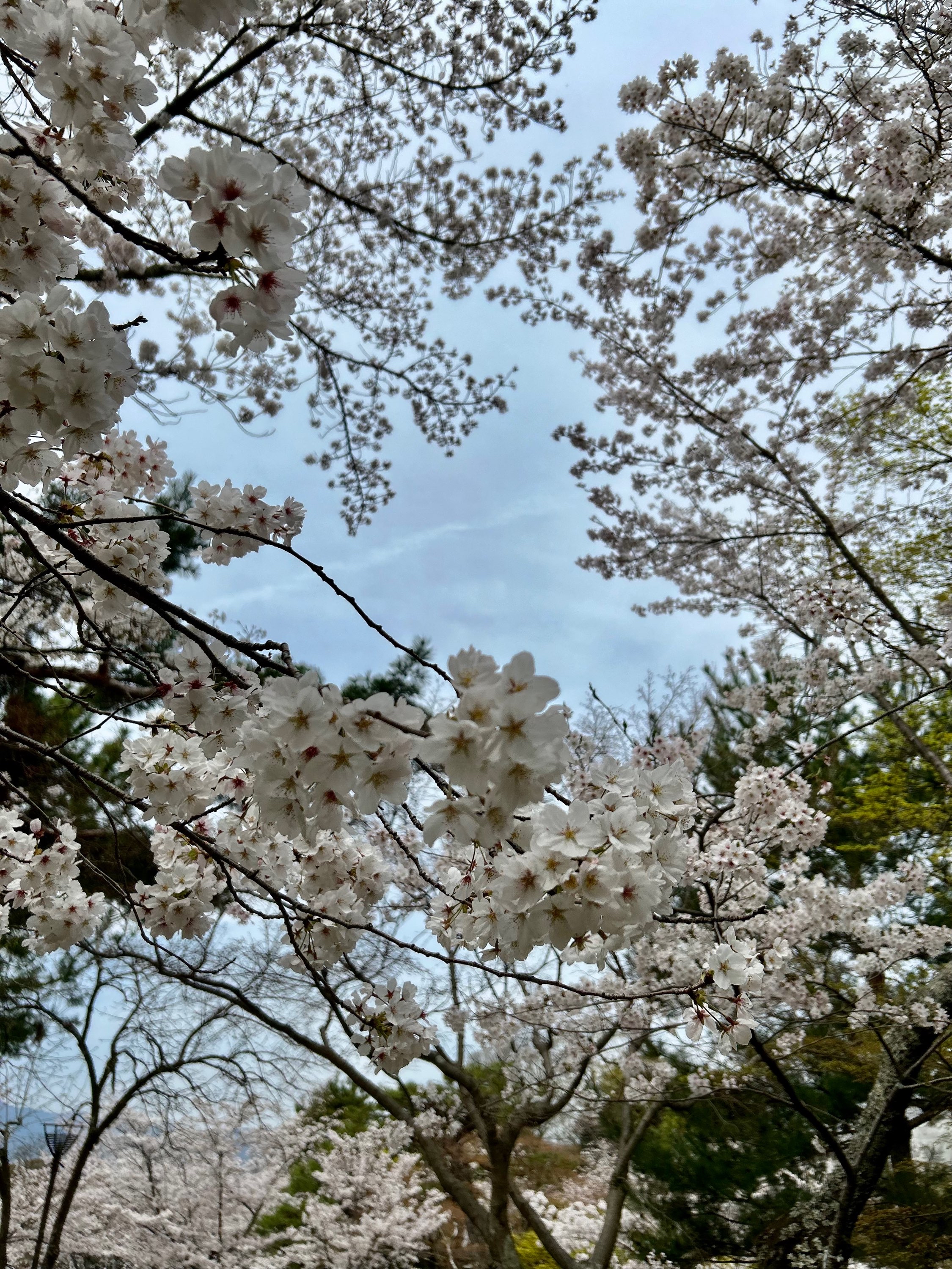 円山公園は桜満開