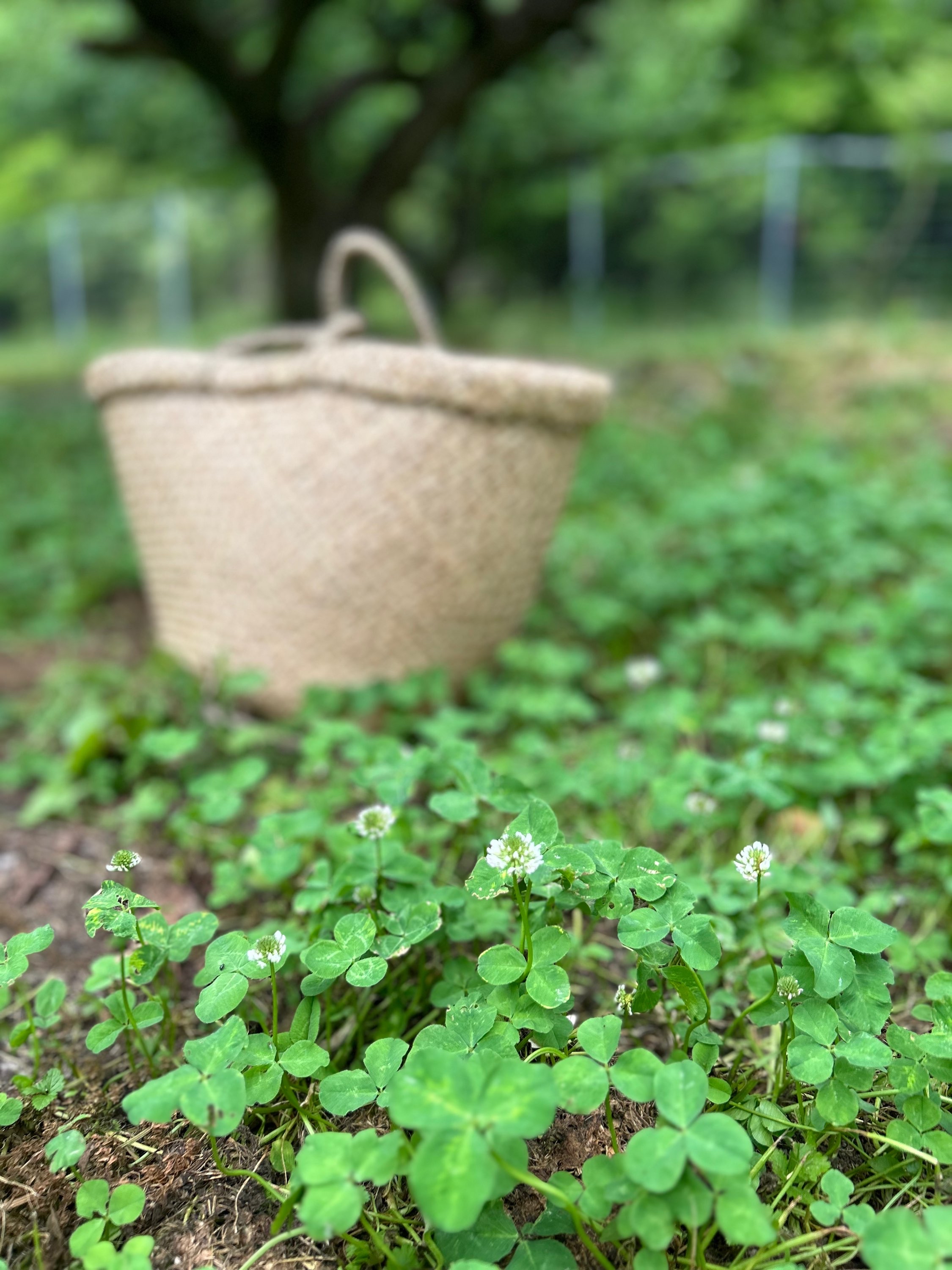 梅狩り楽しかった〜☺️