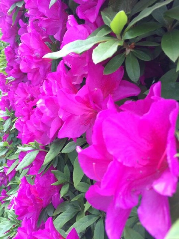 ５月のつつじが教えてくれたこと