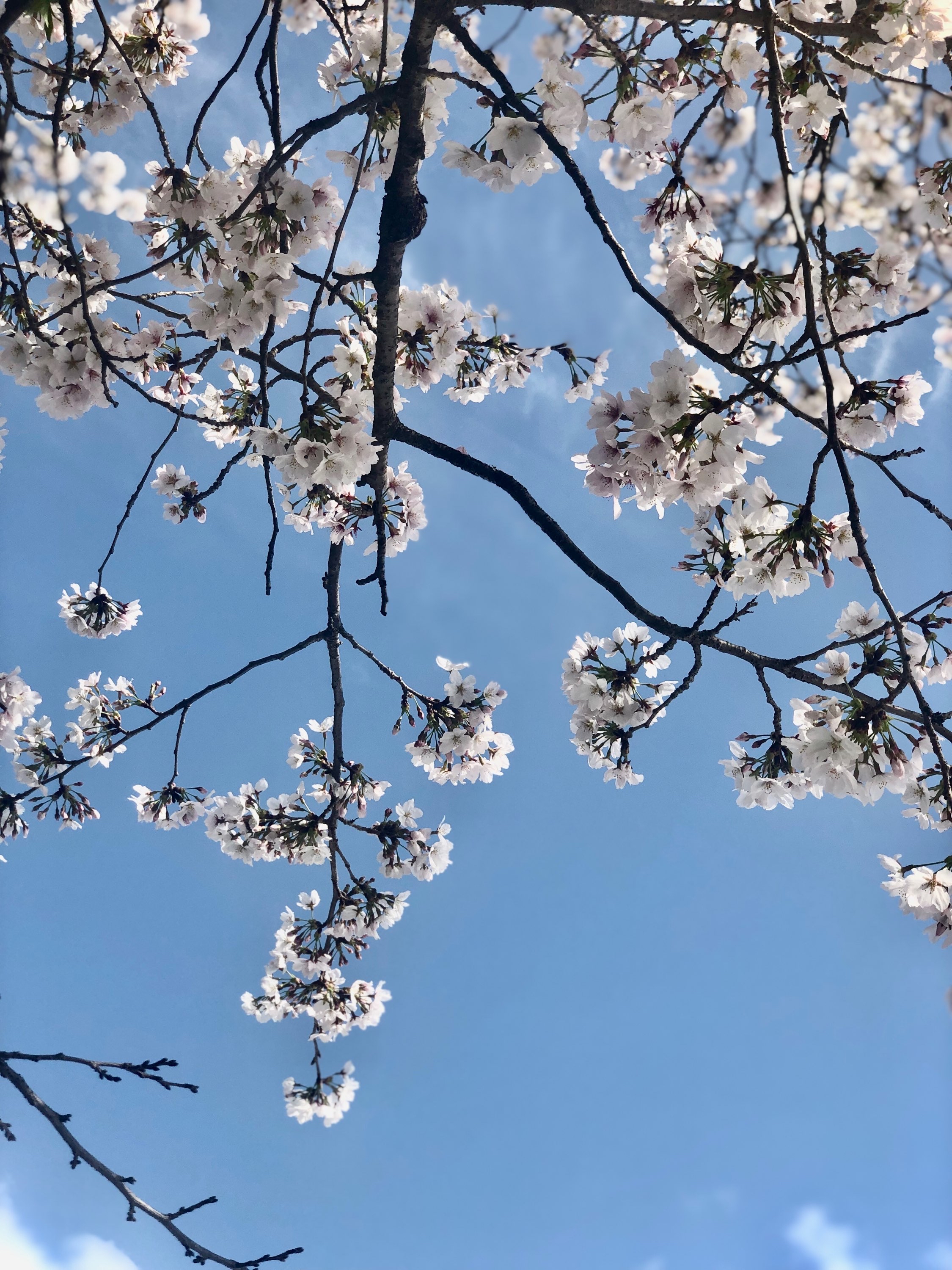 京都お墓まいり🌸