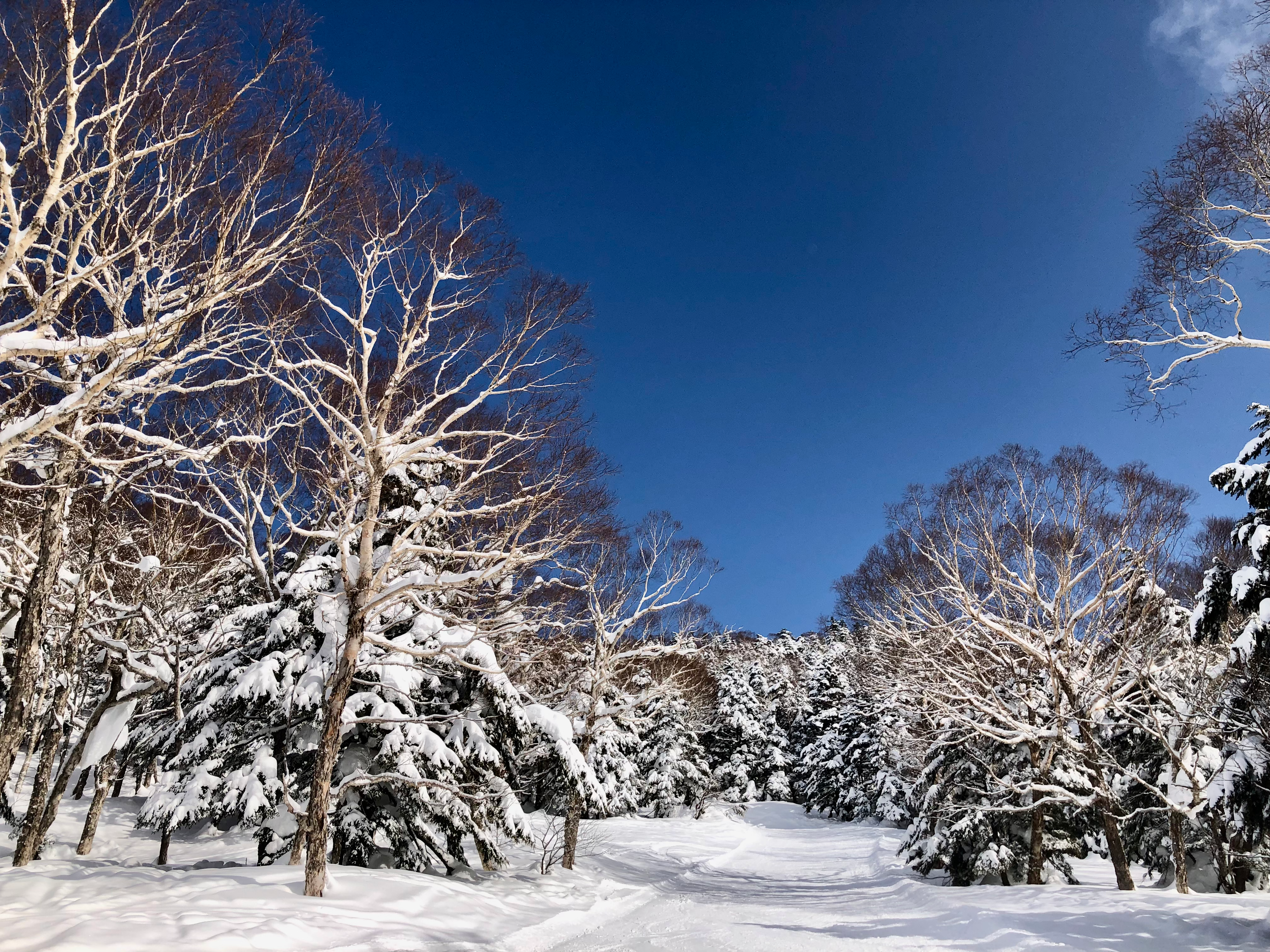 志賀高原の-6℃の青と白の非日常の銀世界✨