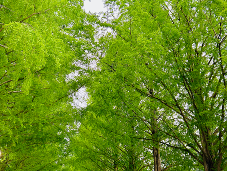メタセコイア並木🌲