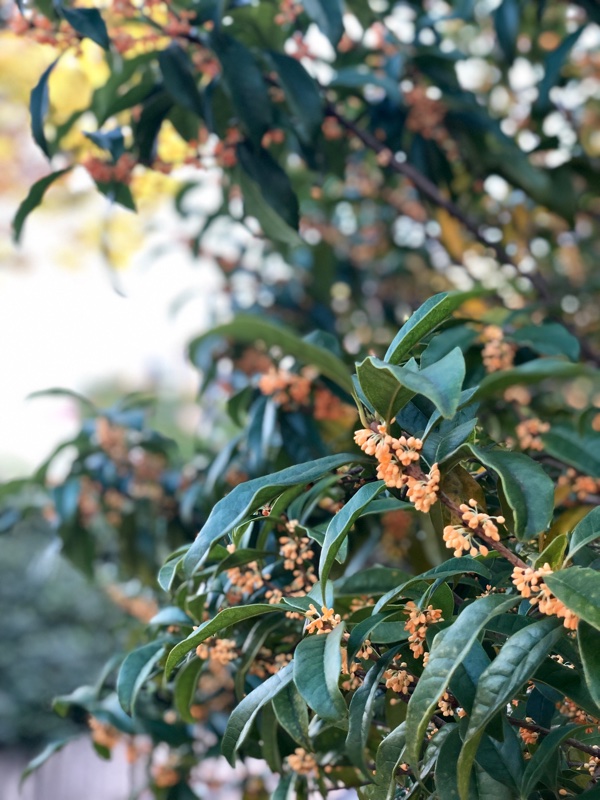 金木犀と同じ色のブラウス