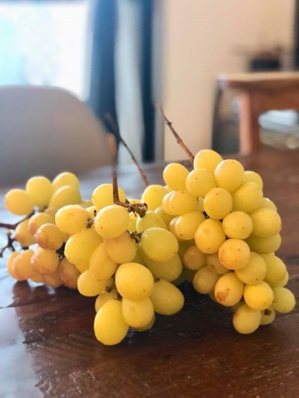 矢橋マスカット農園