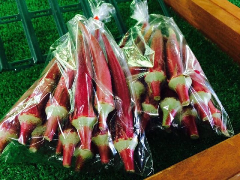 京丹波の赤いオクラ