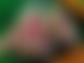 京丹波の赤いオクラ