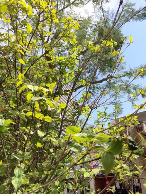 桜から新緑の季節に〜