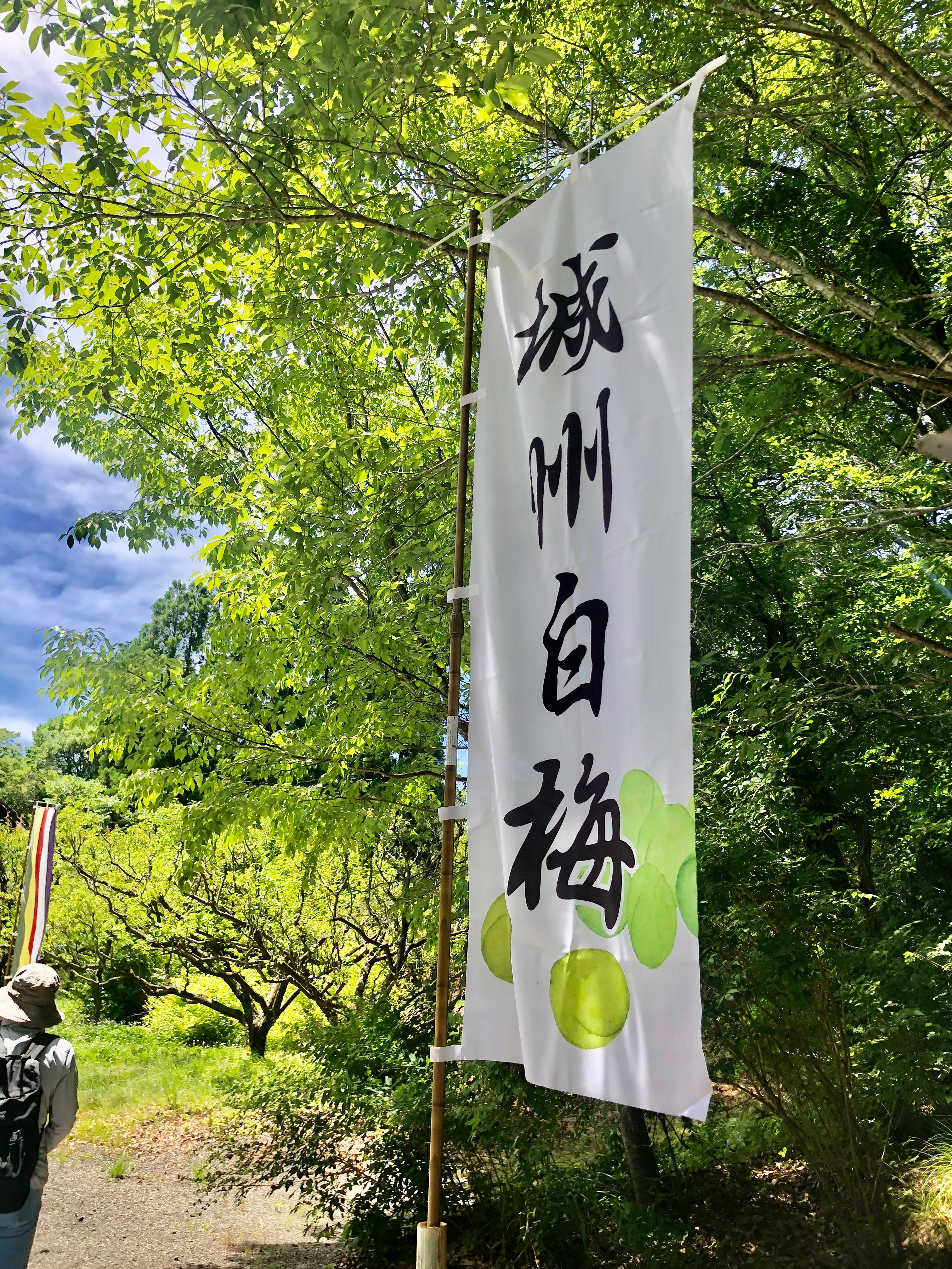 梅狩りに行ってきました。