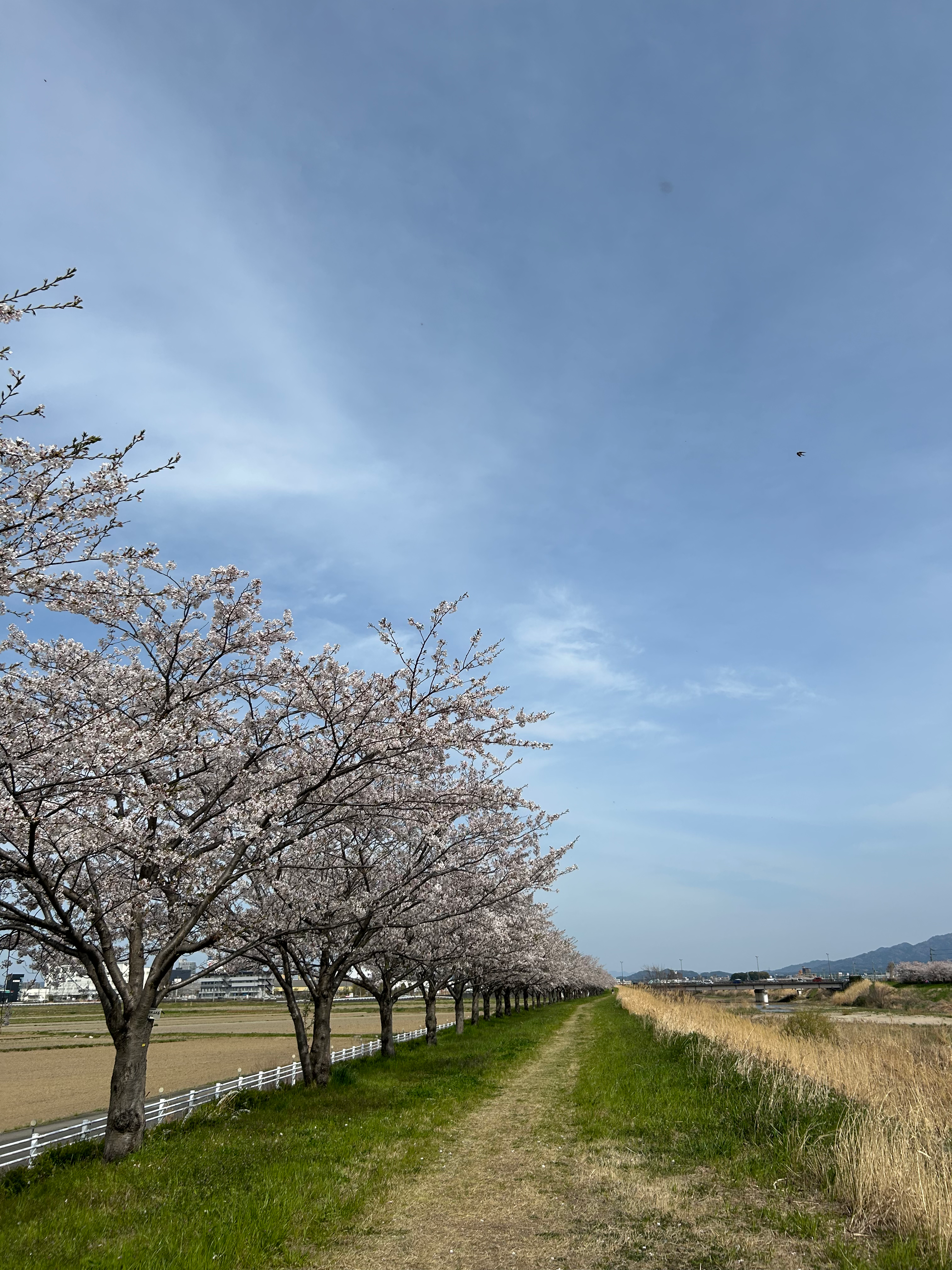 滋賀は今が満開🌸