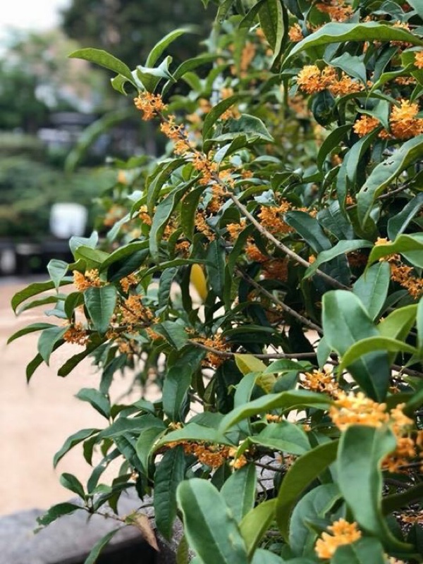 金木犀の香りの記憶