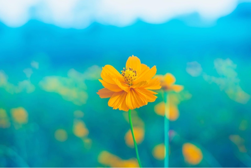 逆の感情も浮き彫りになる