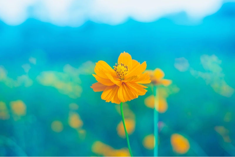 ree