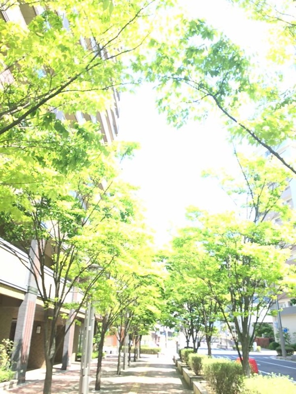 新緑の季節