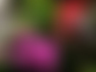 必ず足をとめて写真を撮ってしまう