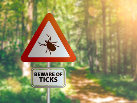 How to Reduce You and Your Family's Risk of Lyme Disease 