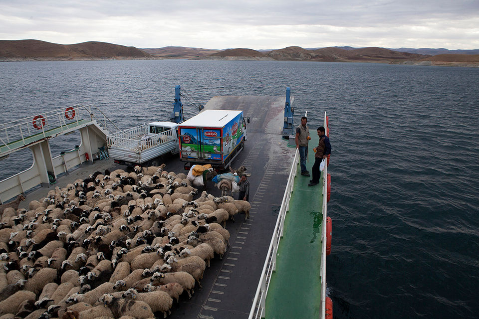 Erdal Öner, who takes his sheep up to the meadows of Erzurum in the summers, on his way back to his village transporting his sheep across the river on a ferry from Çemişgezek. Tunceli.