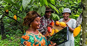the-agronomist-in-the-cocoa-field-uses-the-tablet-2025-03-08-21-18-51-utc.jpg