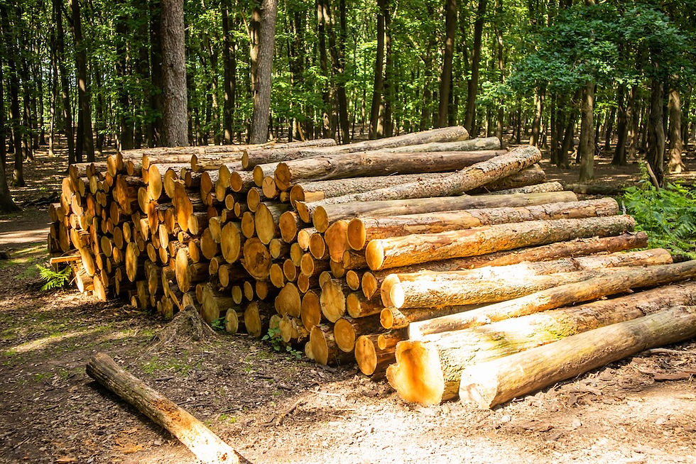 EUDR timber traceability platform enabling forest origin verification, due diligence, and deforestation-free supply chain compliance.