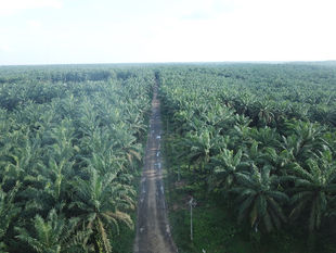 Remote Management, Monitoring & Verification for EUDR Compliance and Deforestation-Free Supply Chains