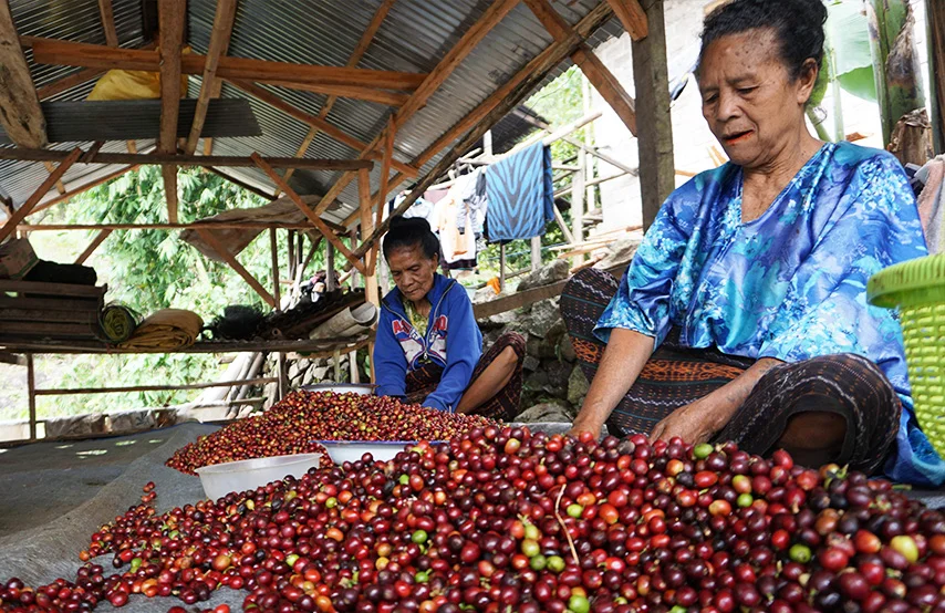 Image courtesy from Adena Coffee Website