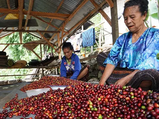 Redefining Coffee Supply Chains: How Adena Coffee, Powered by Koltiva, Ensures EUDR Compliance and Transparency