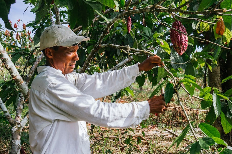 10 Sistemas de Rastreabilidade Liderados pelo Governo que Estão Moldando a Cadeia Global de Suprimentos Agroalimentares